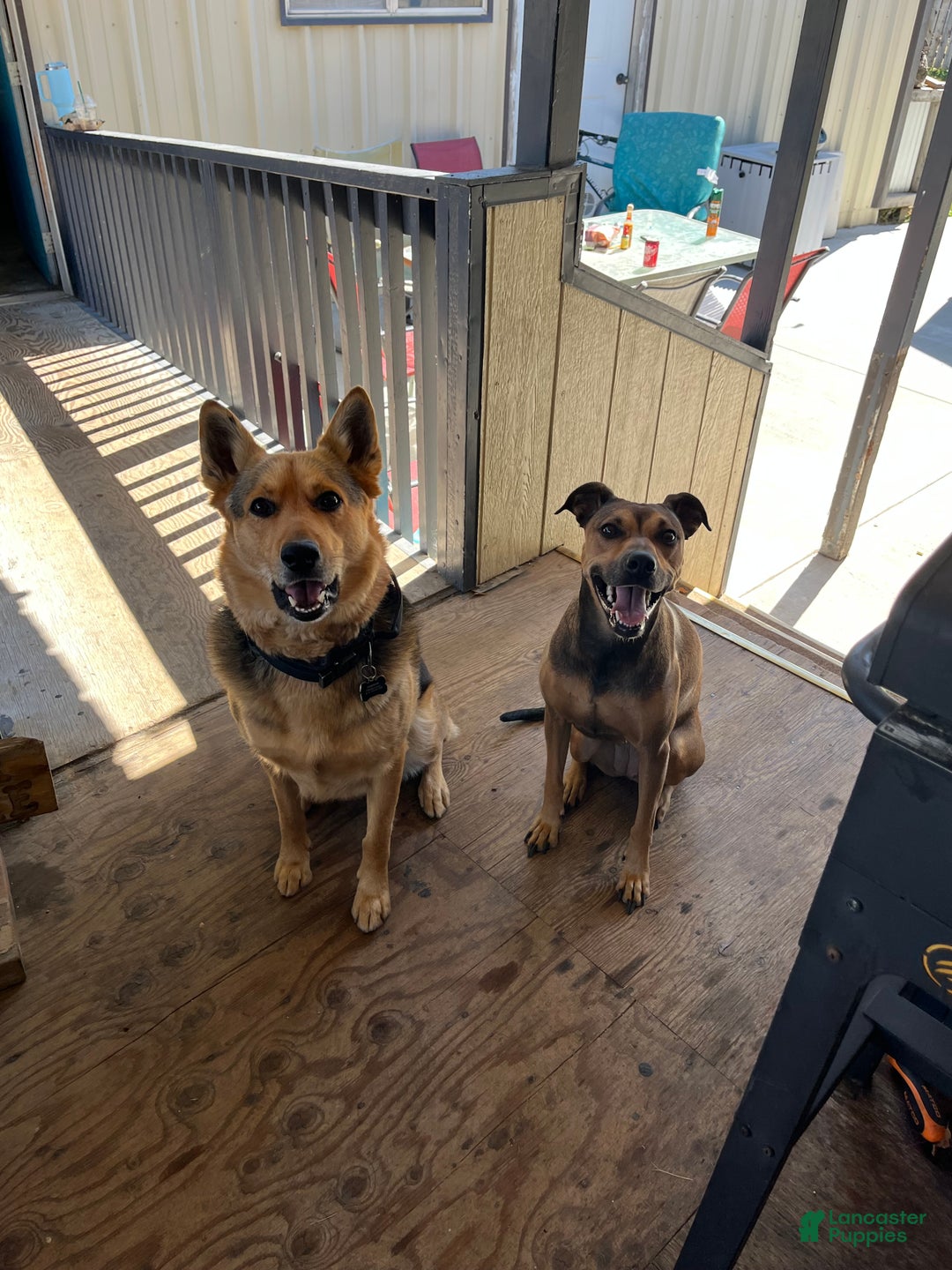 Mixed Breed dogs for sale: Mixed Breed Puppy 3 - Ad 4