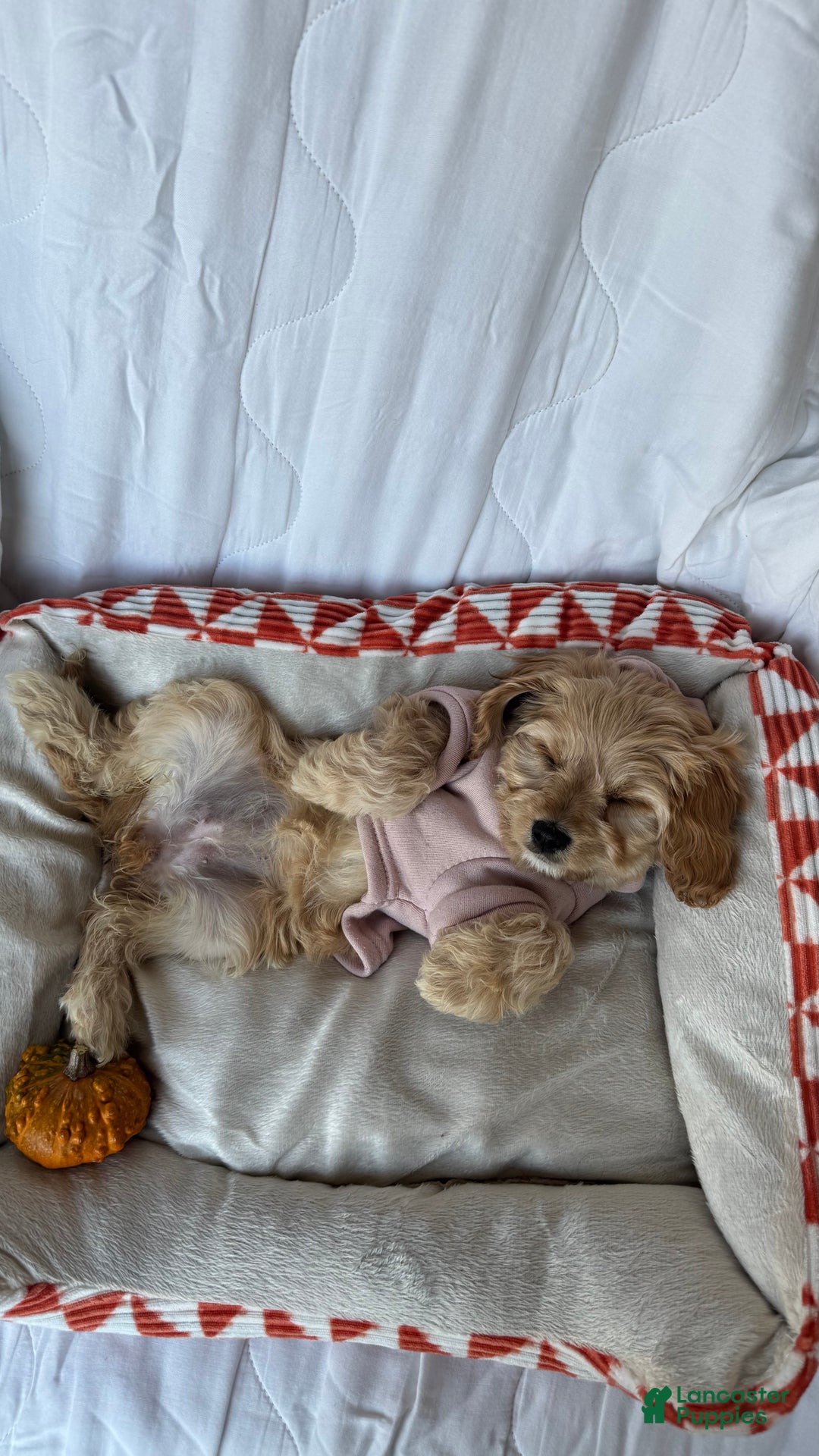 Cockapoo dogs for sale: 🌸🐶 Daisy – The Little Lady with a Heart of Gold 💗 - Ad 4