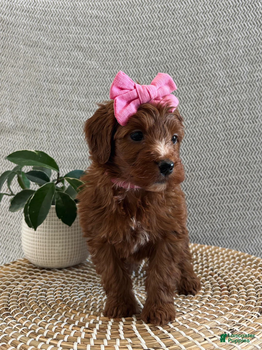 Irish Doodle dogs for sale: Rosie - Ad 1