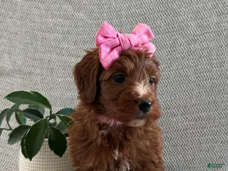 Irish Doodle dogs Rosie - Ad 11