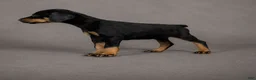 Doberman Pinscher dogs for sale: Tempra - Ad 2