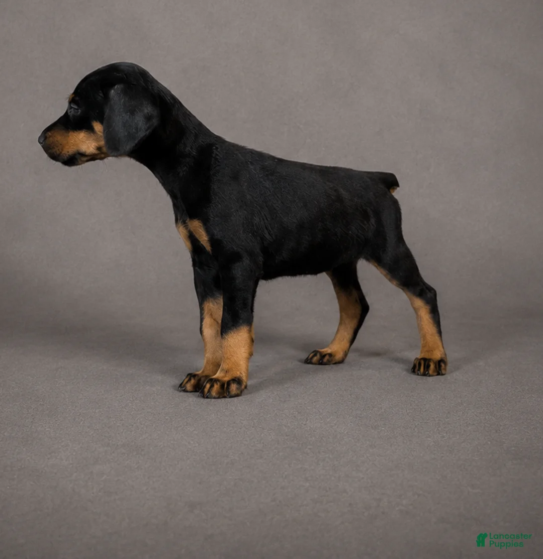 Doberman Pinscher dogs for sale: Tempra - Ad 2