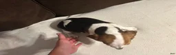 Beagle dogs for sale: Beagle 4 - Ad 5