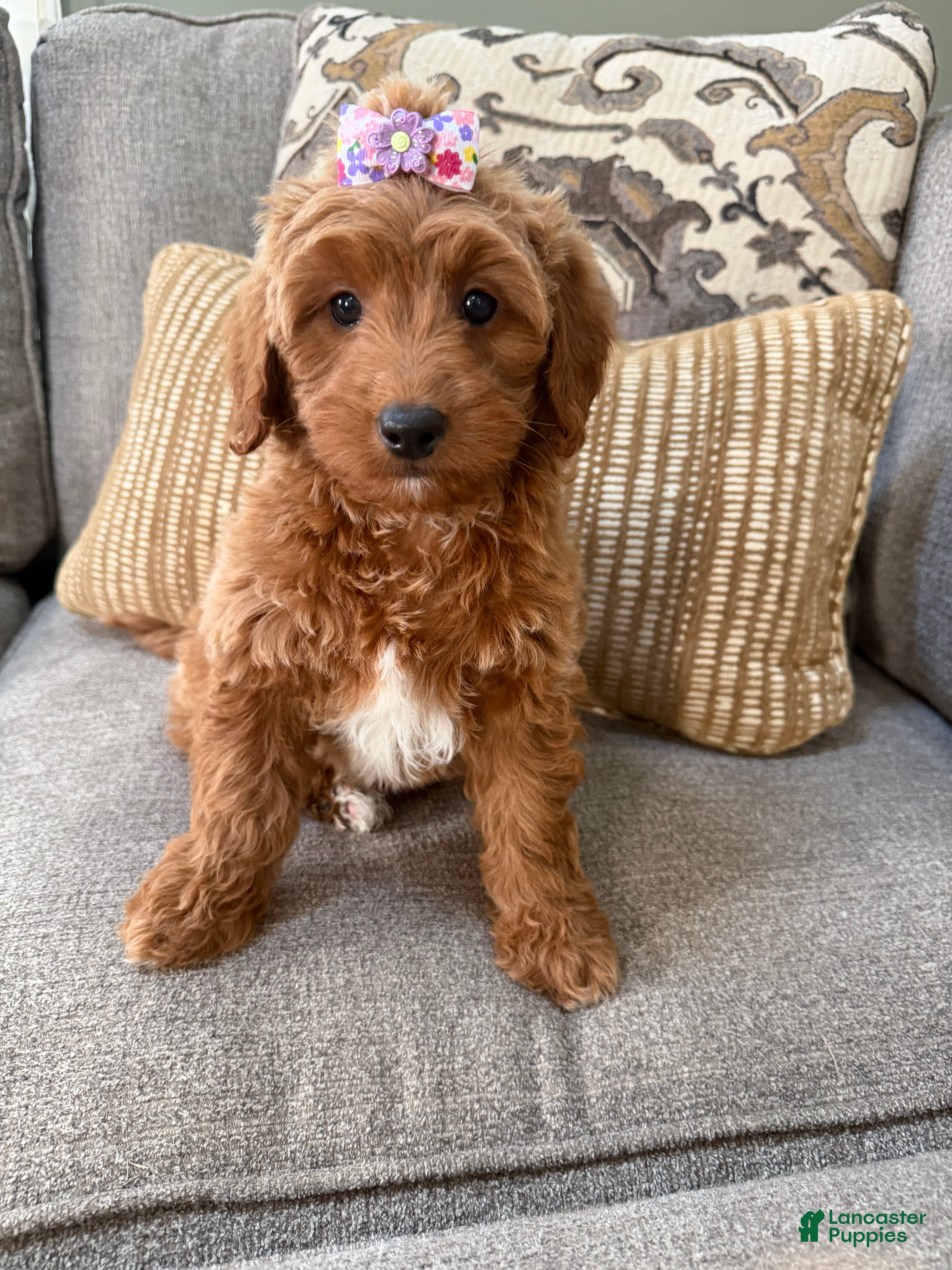 Mini Goldendoodle dogs for sale: Mini Goldendoodle 2 - Ad 1