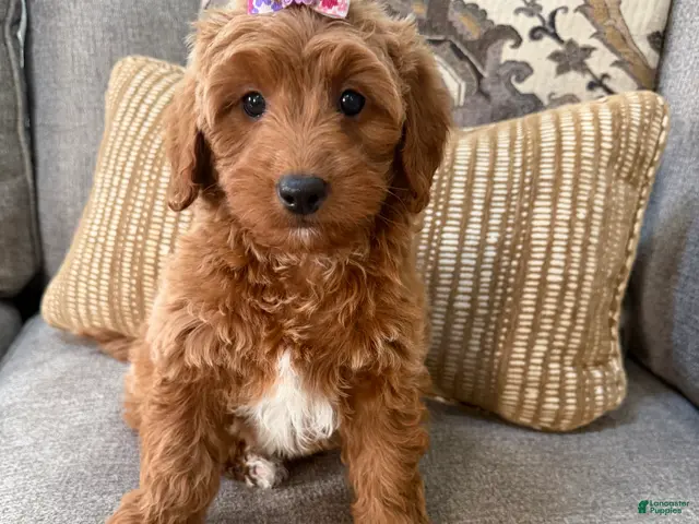 Mini Goldendoodle dogs for sale: Mini Goldendoodle 2 - Ad 1