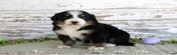 Bernese Mountain Dog dogs for sale: Macy - Ad 3