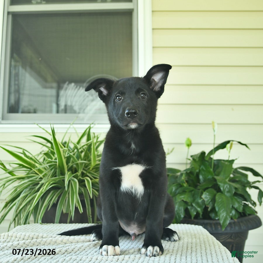 Mixed Breed dogs Rusty  - Ad 2