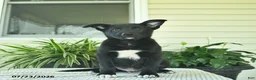 Mixed Breed dogs for sale: Rusty  - Ad 2