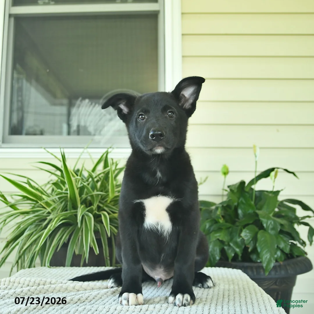 Mixed Breed dogs for sale: Rusty  - Ad 2