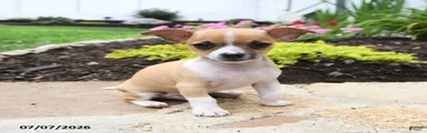 Diego