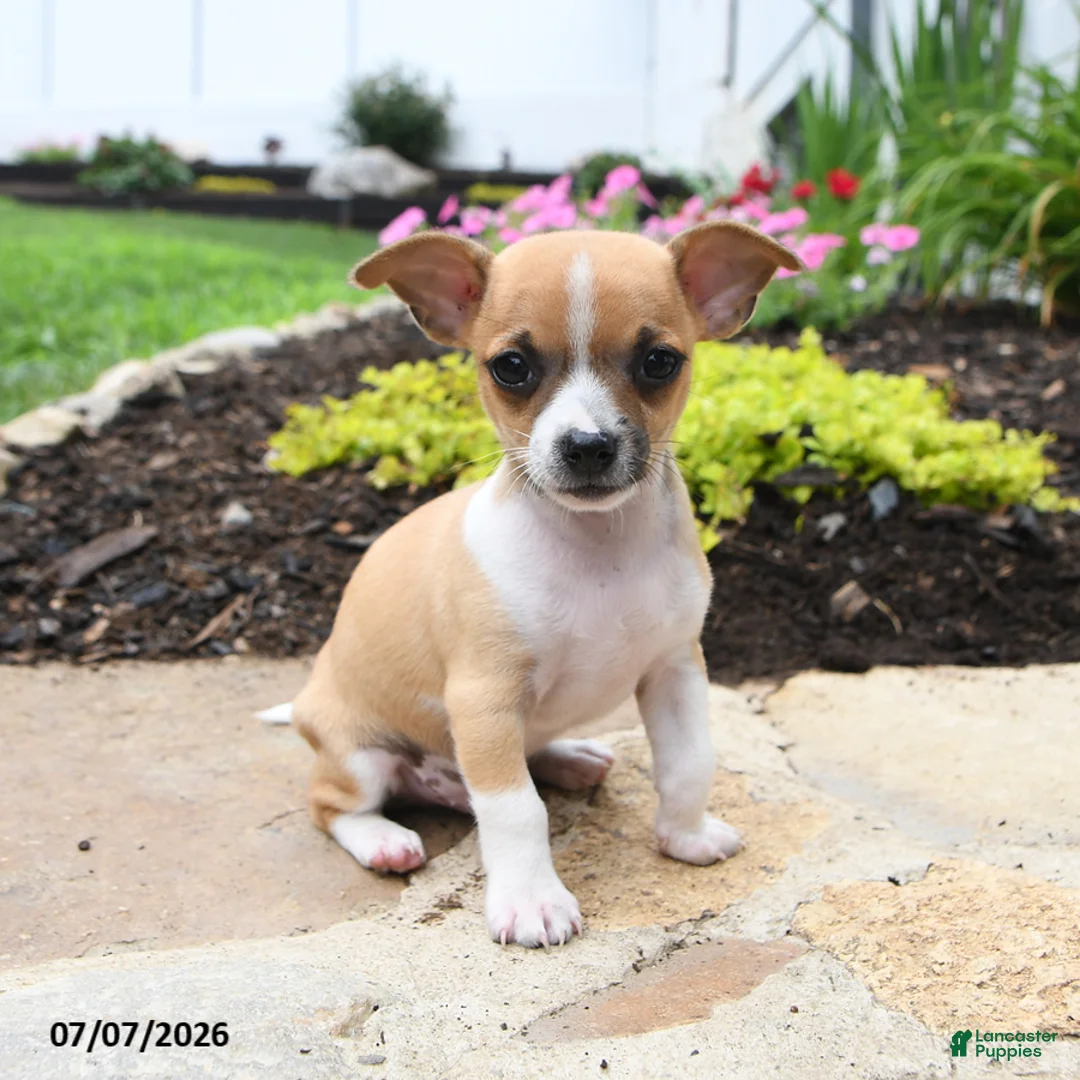 Chihuahua dogs for sale: Diego - Ad 1
