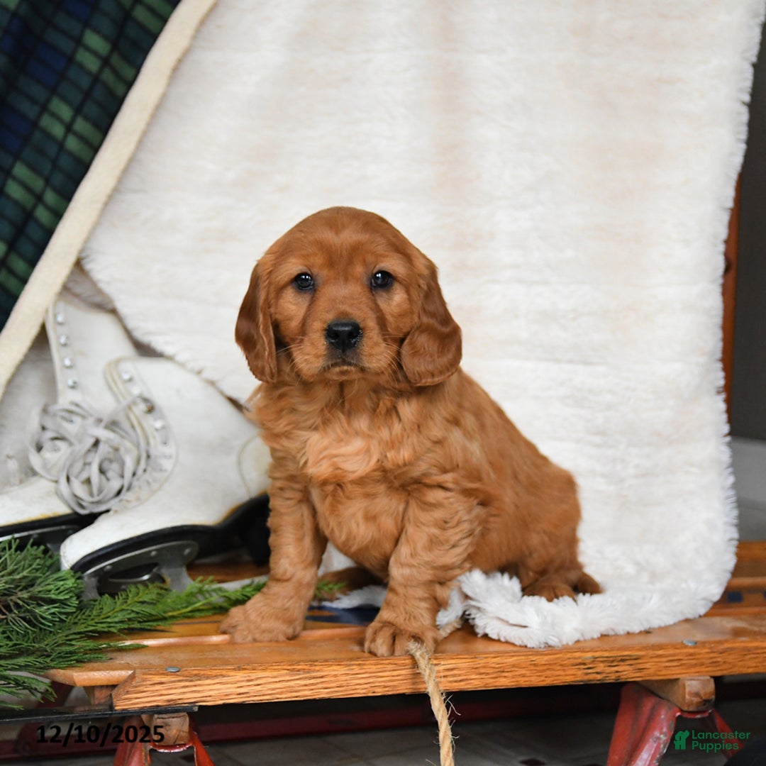 Miniature Golden Retriever dogs for sale: Frosty - Ad 1