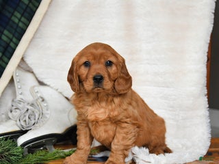 Miniature Golden Retriever dogs Frosty - Ad 23