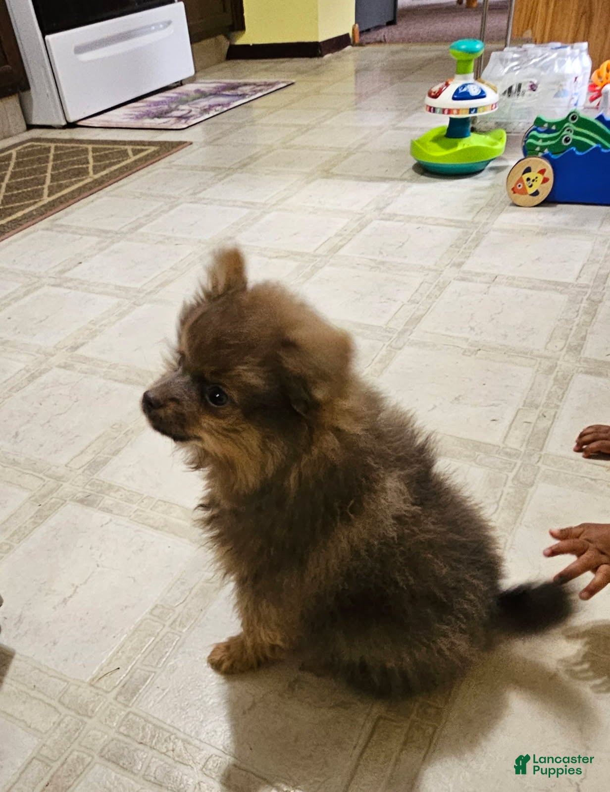 Pomeranian dogs Toby - Ad 2
