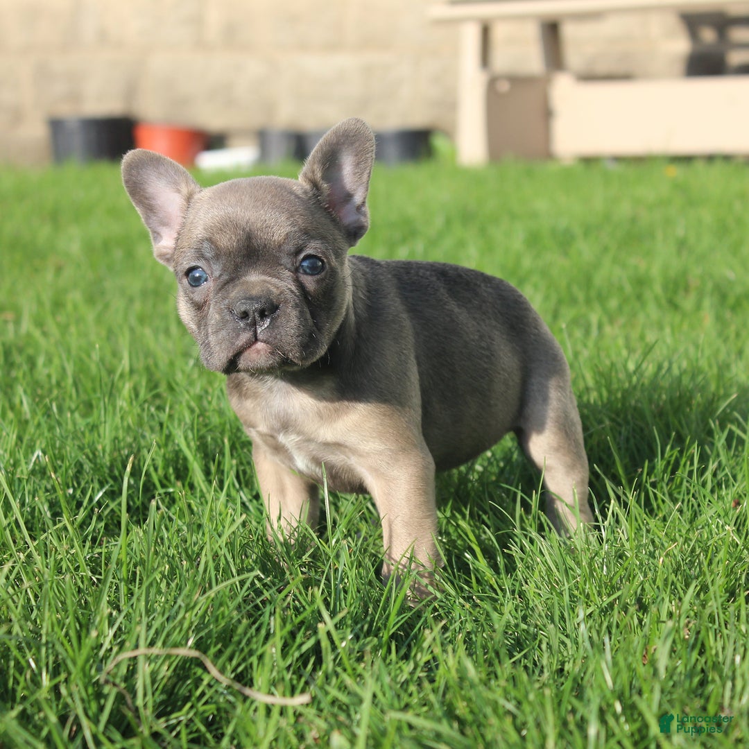 French Bulldog dogs for sale: Alaina - Ad 13