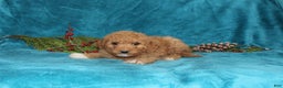 Mini Goldendoodle dogs for sale: Crystal - Ad 3