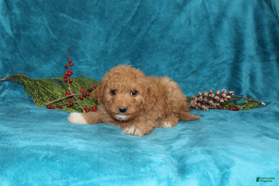 Mini Goldendoodle dogs for sale: Crystal - Ad 3