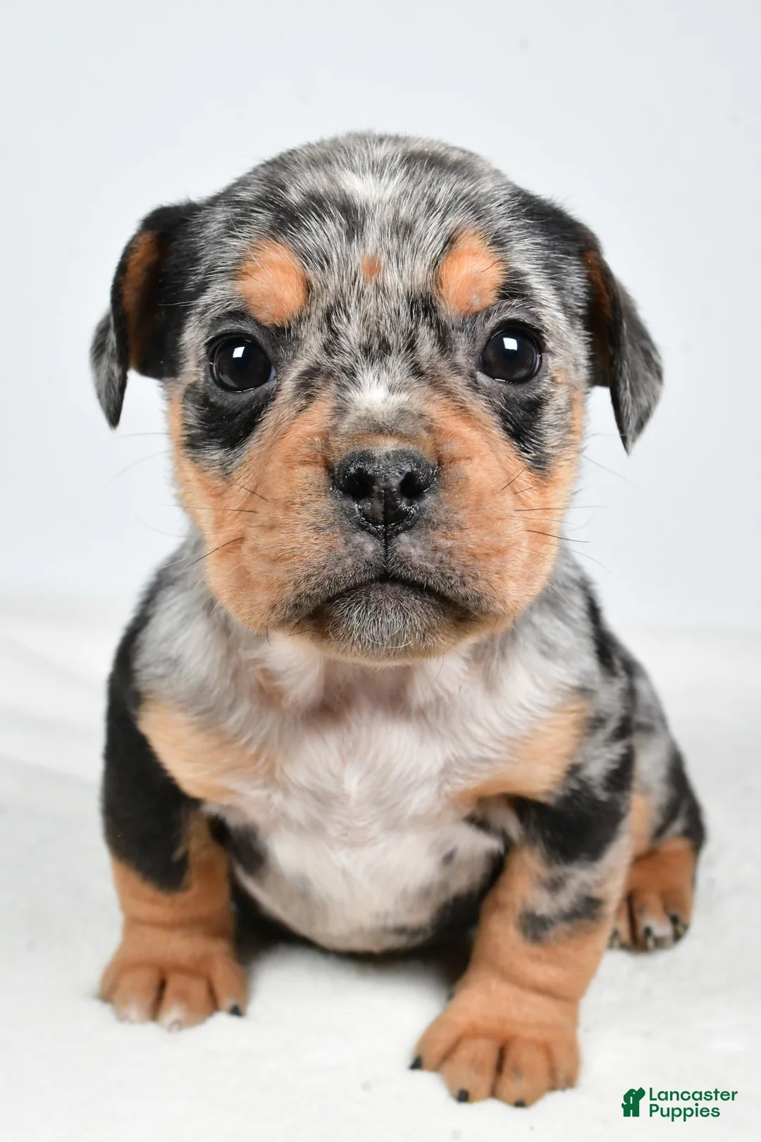 Beabull dogs for sale: Lyndsey - Ad 2