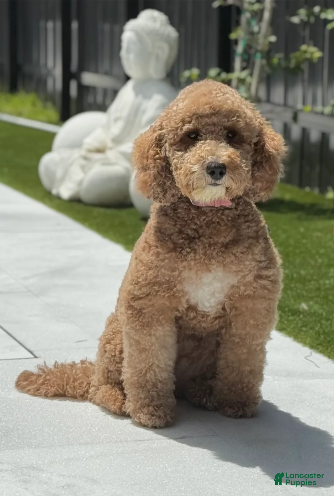 Gallery Image {{count}}