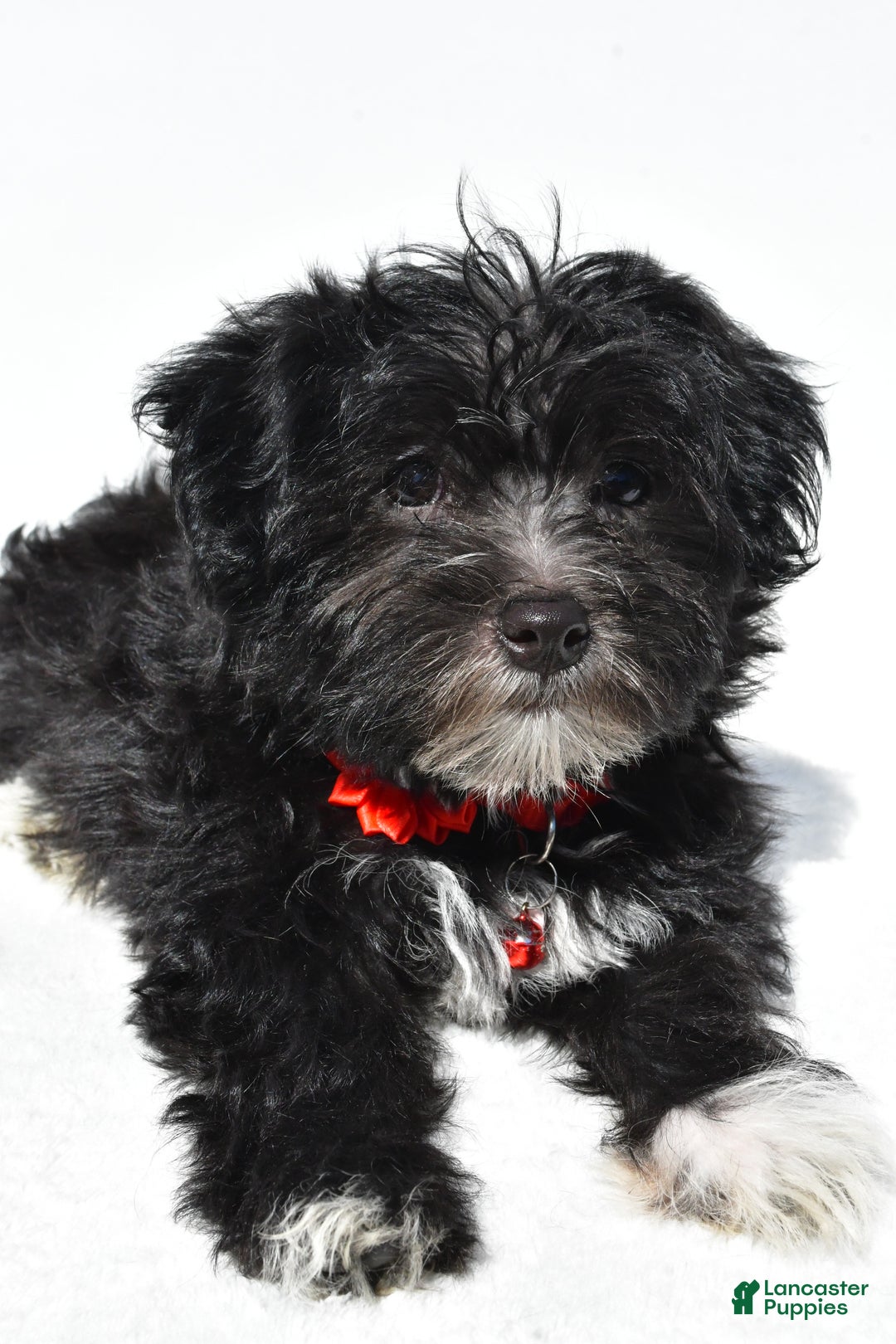 Morkie dogs for sale: Suzi - Ad 7