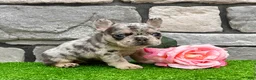 French Bulldog dogs for sale: Dawn - Ad 3