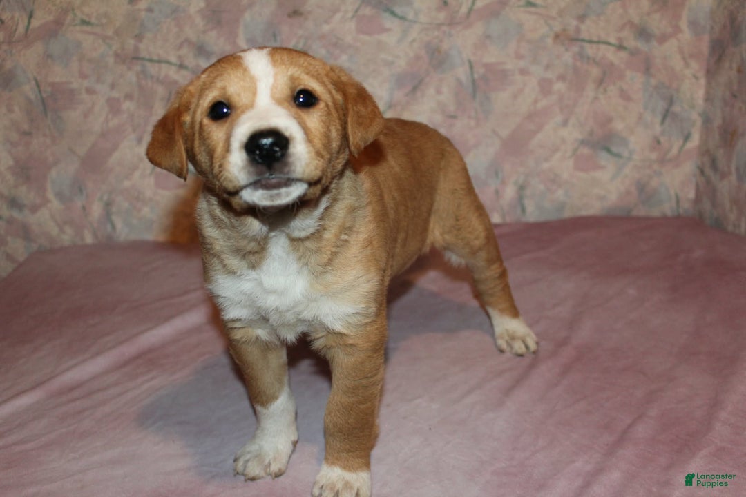 Goldador dogs for sale: Moose - Ad 7