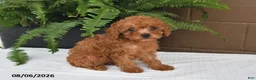 Toy Poodle dogs for sale: Maggie - Ad 4