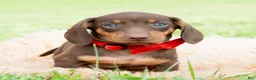 Miniature Dachshund dogs for sale: Hawtdog - Ad 5