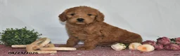 Goldendoodle dogs for sale: Nash - Ad 4