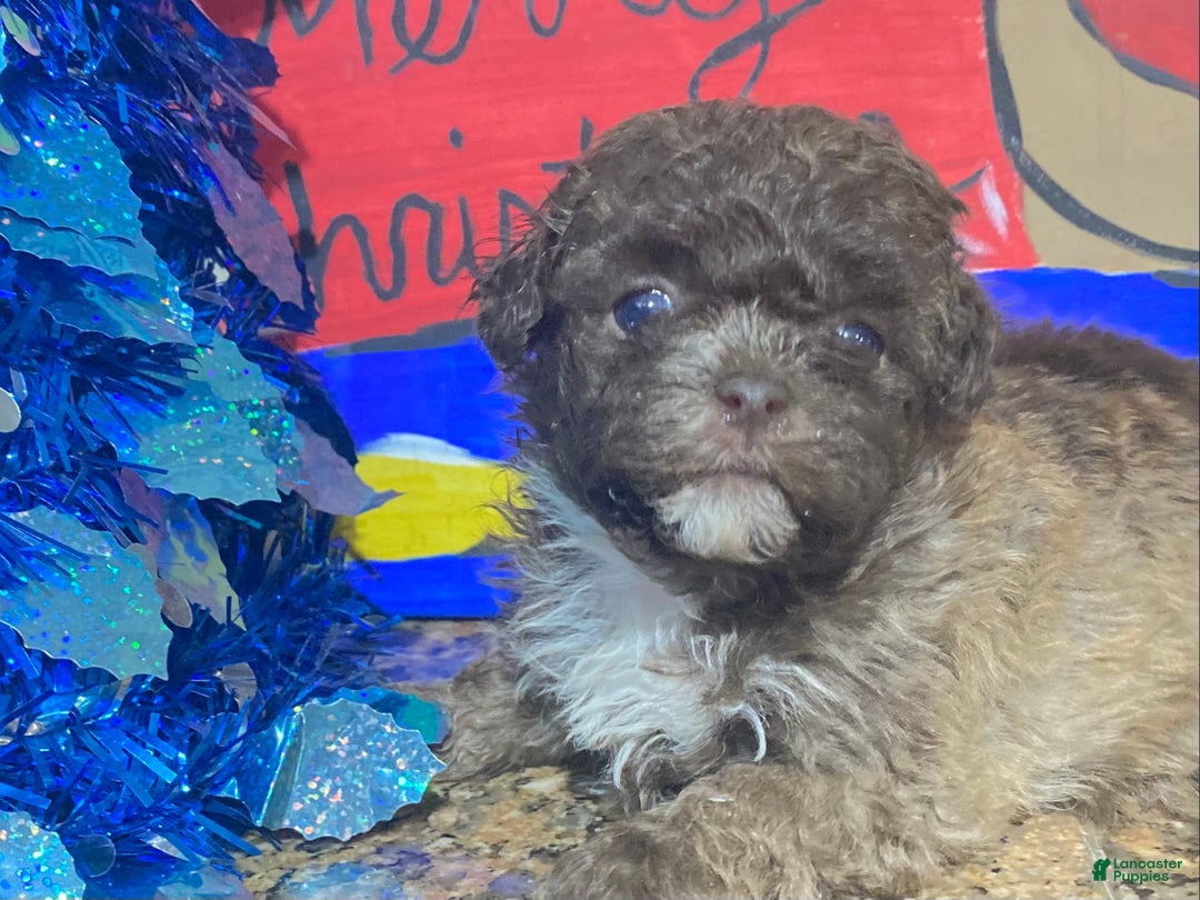Shihpoo dogs for sale: Shihpoo Puppy 3 - Ad 2