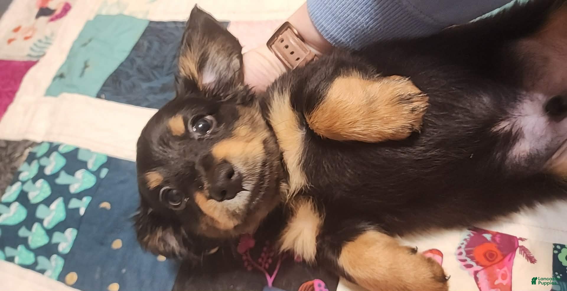 Dachshund dogs Rome - Ad 2