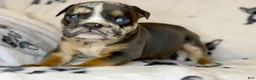 English Bulldog dogs for sale: Versace - Ad 57