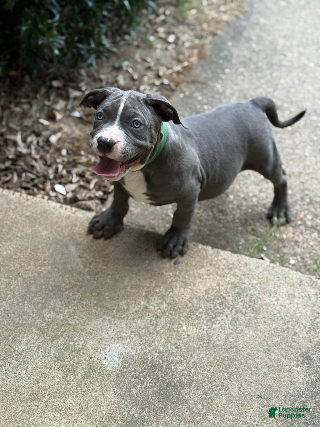 American Bully dogs for sale: American Bully 4 puppies - Ad 19