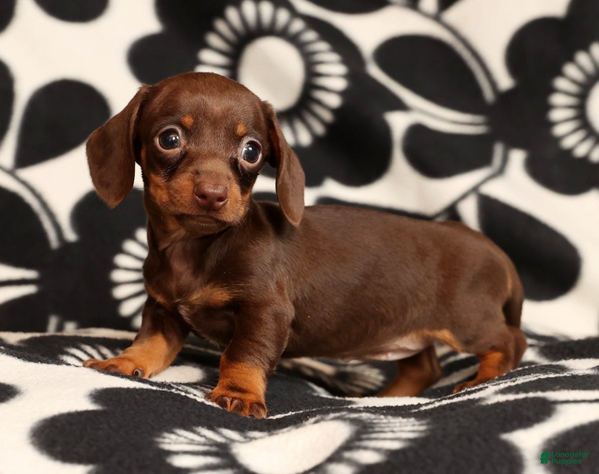 Miniature Dachshund dogs Rhoda - Ad 1