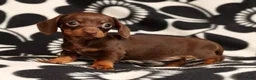 Miniature Dachshund dogs for sale: Rhoda - Ad 1