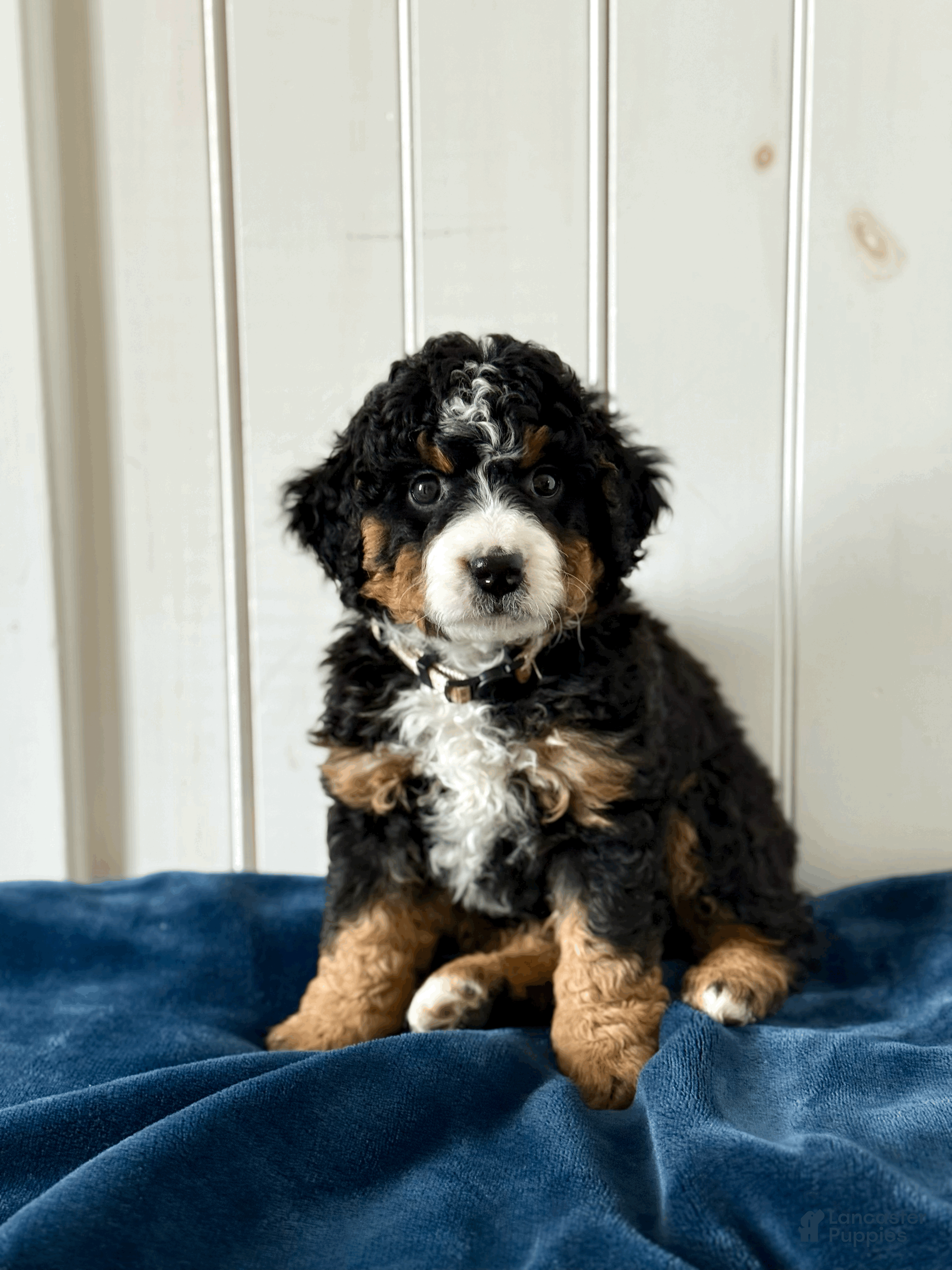 Mini Bernedoodle dogs Belle - Ad 1