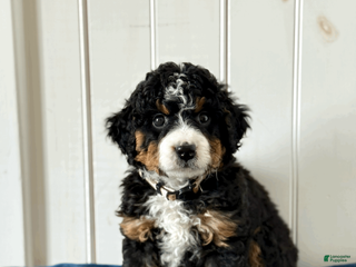 Mini Bernedoodle dogs for sale: Belle - Ad 2