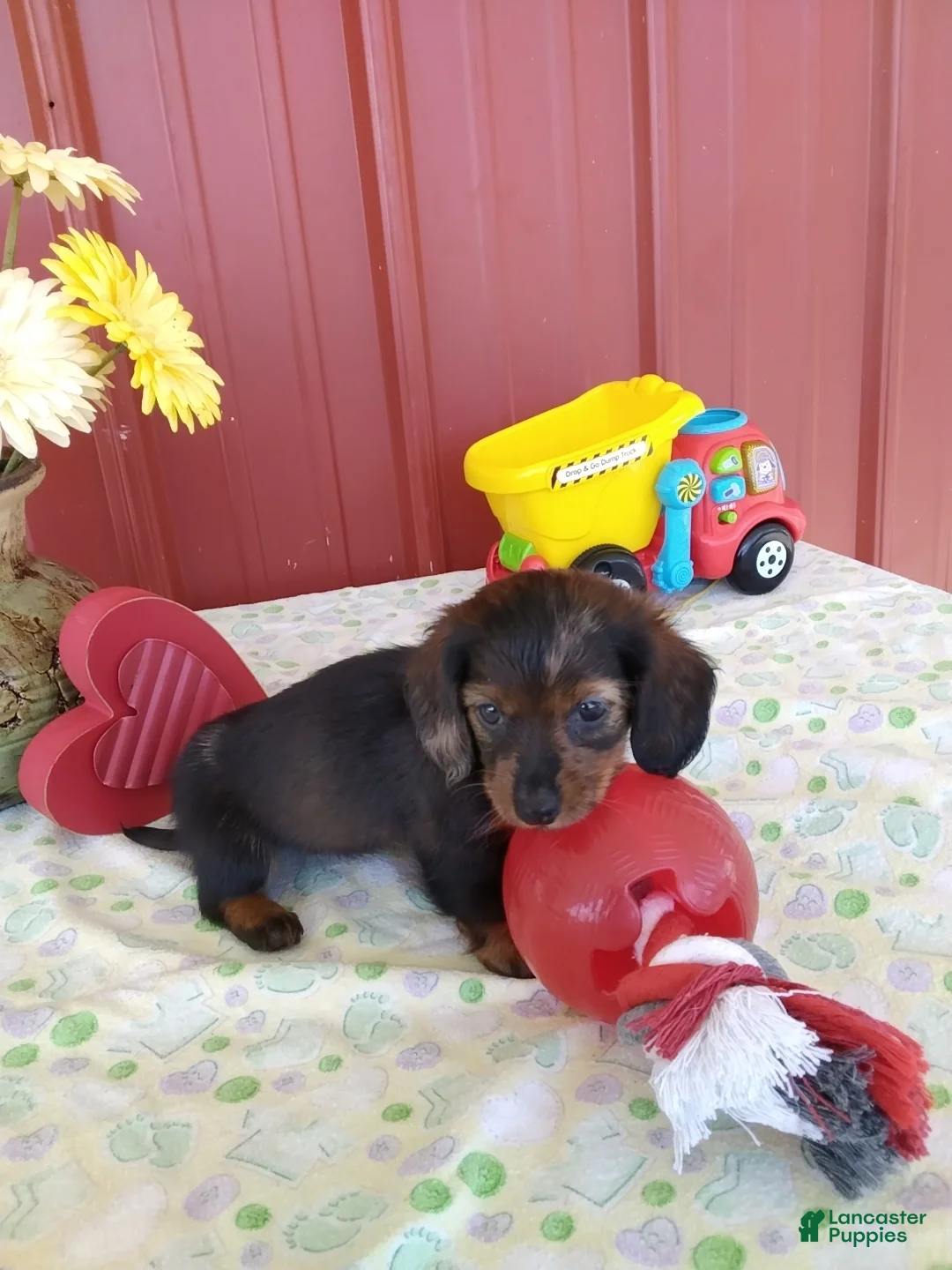 Miniature Dachshund dogs for sale: Fiona - Ad 2