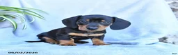 Miniature Dachshund dogs for sale: Benji - Ad 3