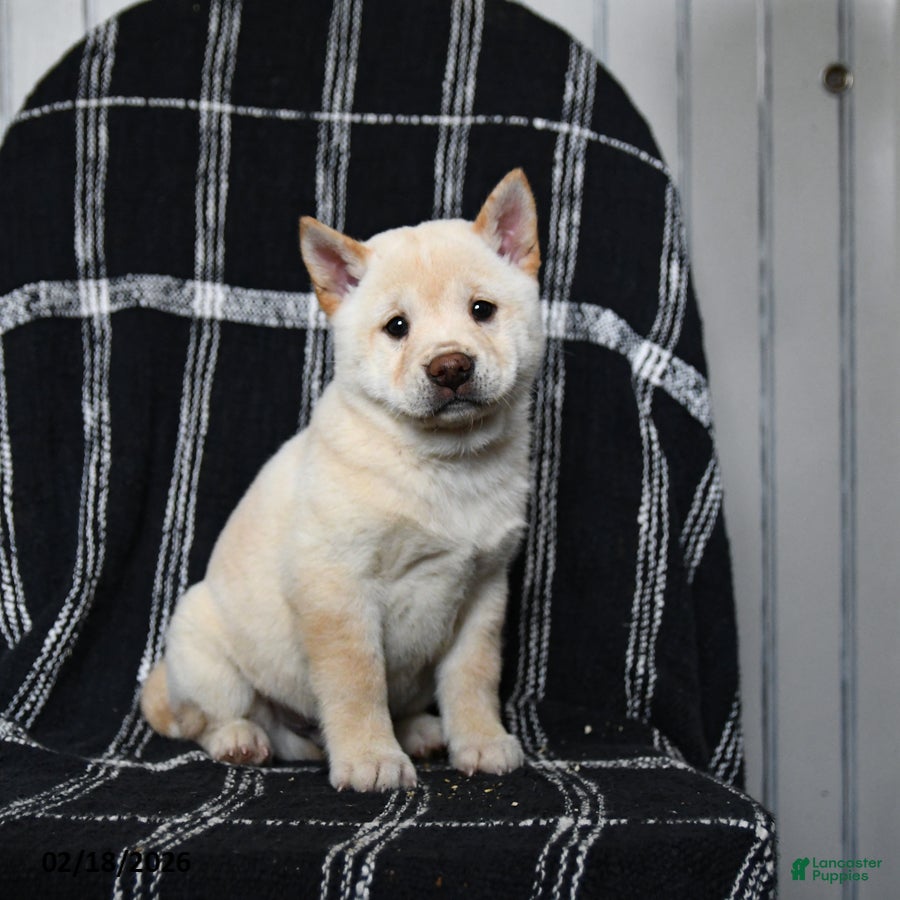 Shiba Inu dogs Swiss - Ad 2