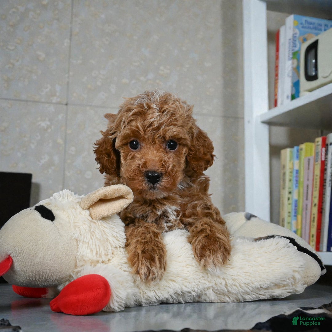 Miniature Poodle dogs for sale: Earl - Ad 7