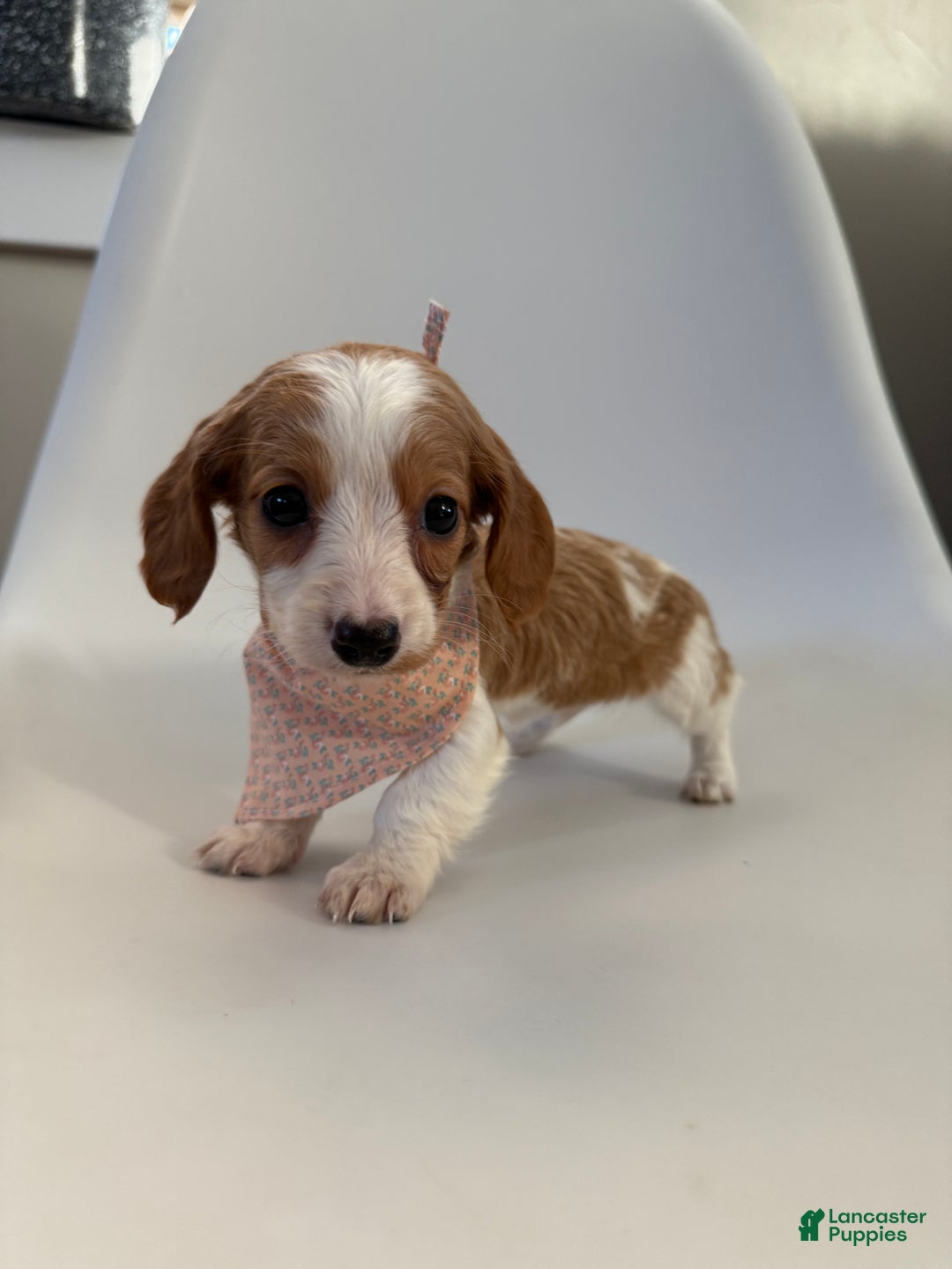 Miniature Dachshund dogs for sale: Lucy - Ad 4