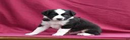 Miniature Australian Shepherd dogs for sale: Cash - Ad 11
