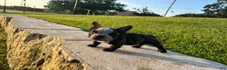 American Bully dogs for sale: Sweet Pea - Ad 1