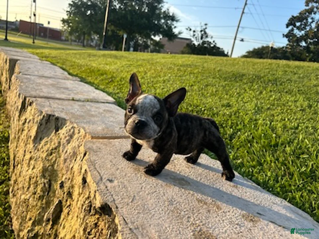 American Bully dogs for sale: Sweet Pea - Ad 1