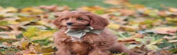 Cavapoo dogs for sale: Balie - Ad 7