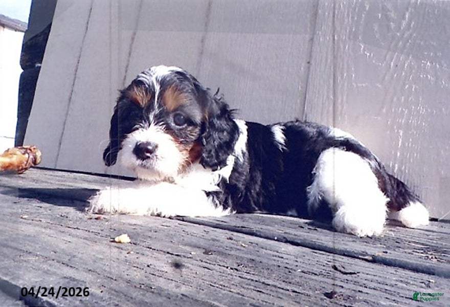 Cavapoo dogs Vickie - Ad 2