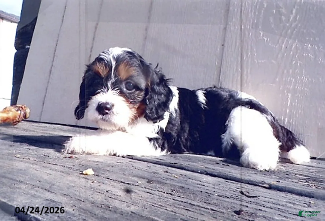 Cavapoo dogs for sale: Vickie - Ad 2