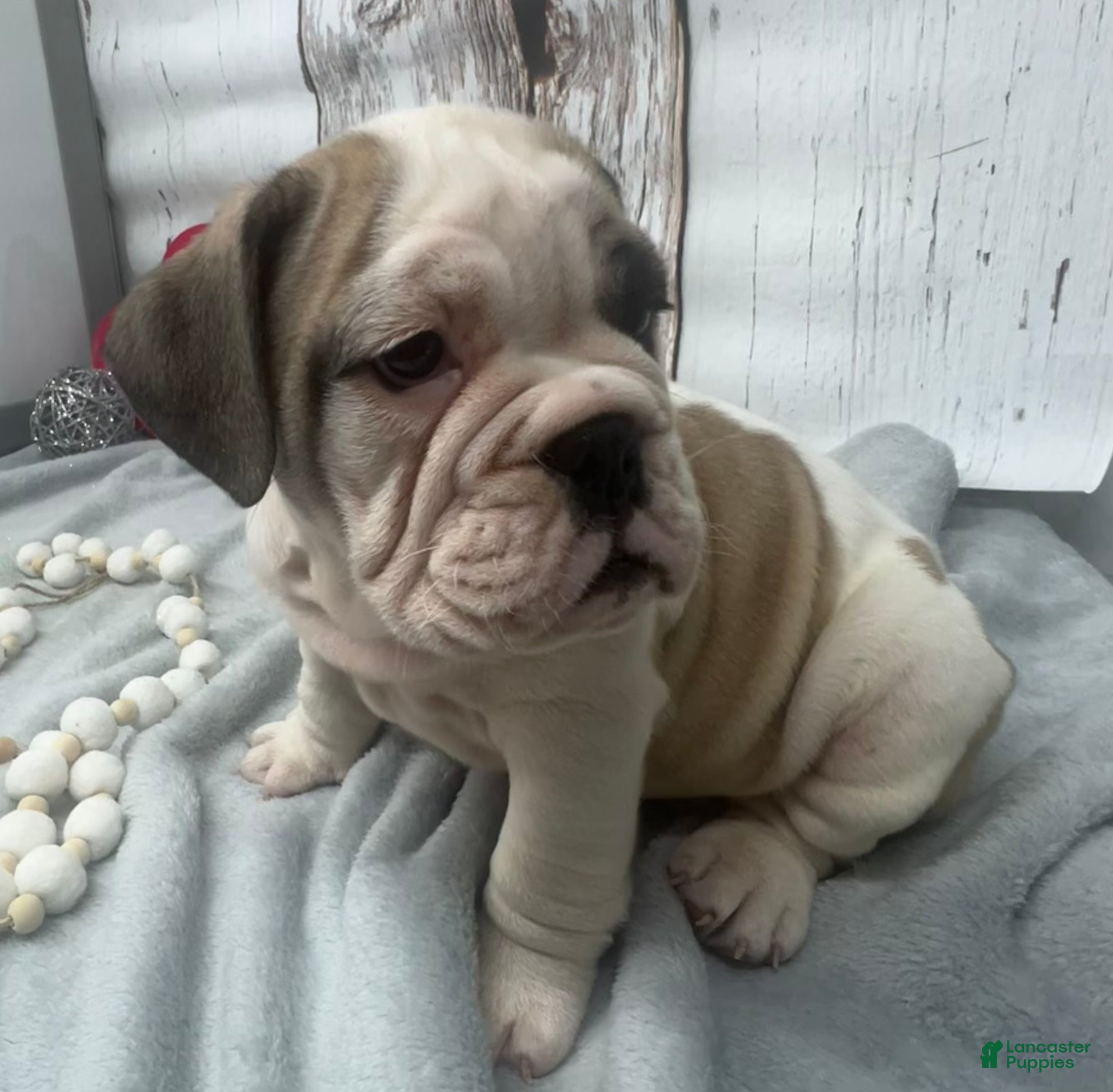 English Bulldog dogs Logan - Ad 2