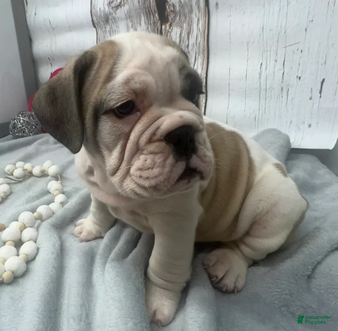 English Bulldog dogs for sale: English Bulldog Puppy 2 - Ad 2